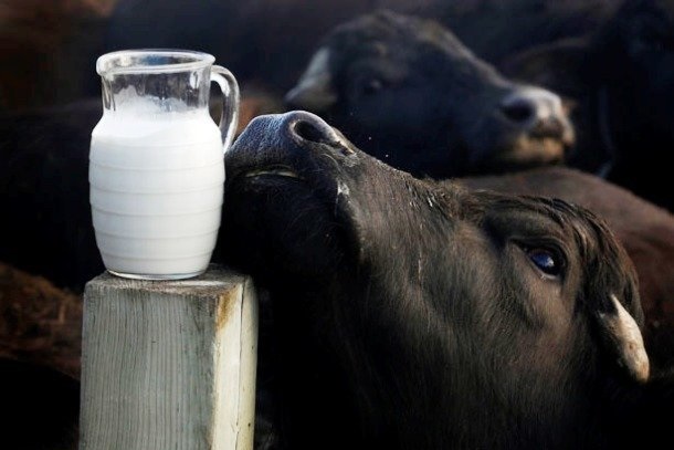 Informacija apie vidutines pieno supirkimo kainas ir supirktą pieną 2022 m. rugpjūčio mėnesį