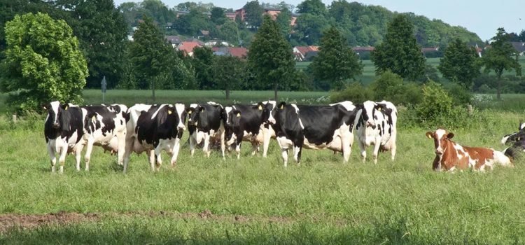 Paramos už pieną ir pienines karves įgyvendinimas