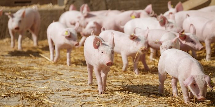Nuo gruodžio 6 d. galima teikti paraiškas valstybės pagalbai kiaulių laikytojams