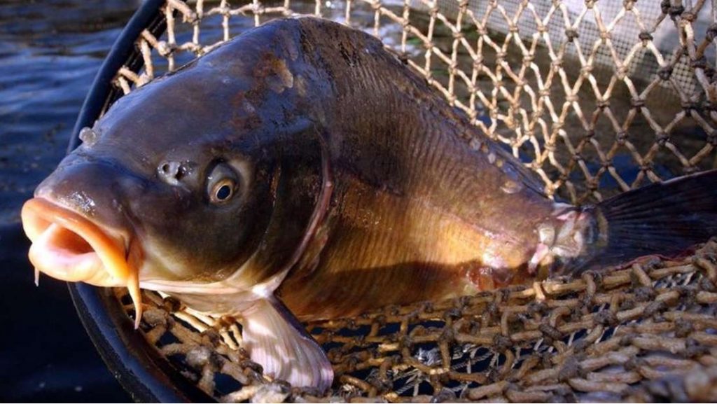 Dėl akvakultūros tvenkinių žuvų ir uždarosiose akvakultūros sistemose veisiamų ir (ar) auginamų žuvų registravimo Ūkinių gyvūnų registre