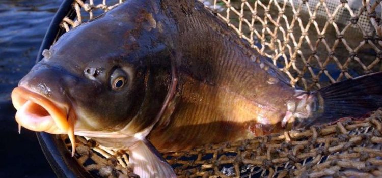 Dėl akvakultūros tvenkinių žuvų ir uždarosiose akvakultūros sistemose veisiamų ir (ar) auginamų žuvų registravimo Ūkinių gyvūnų registre