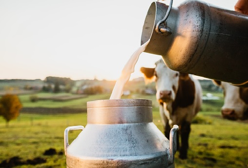 2022 m. susietoji parama už pienines karves