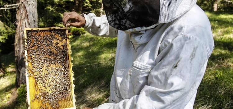 Parama bičių laikytojams už papildomą bičių maitinimą 2022 m.