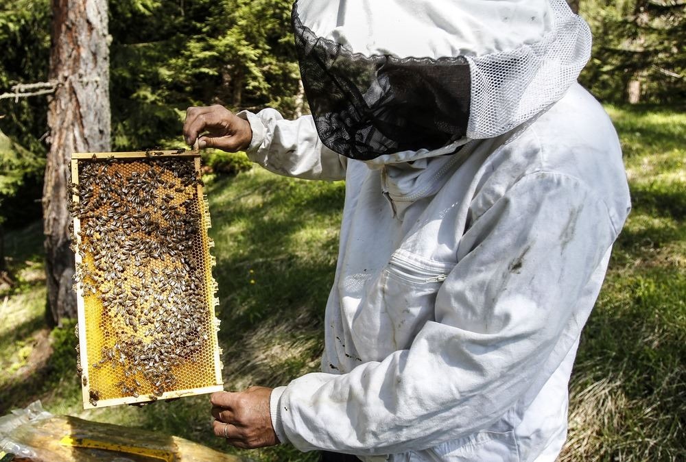 Parama bičių laikytojams už papildomą bičių maitinimą 2022 m.