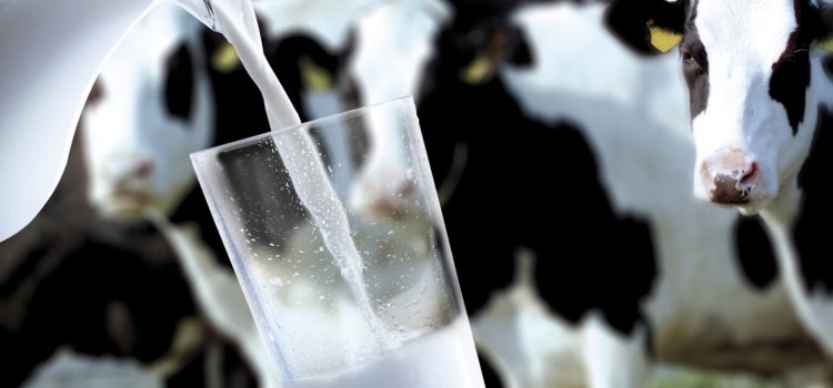 Informacija apie vidutines pieno supirkimo kainas ir supirktą pieną 2022 m. gruodžio mėnesį