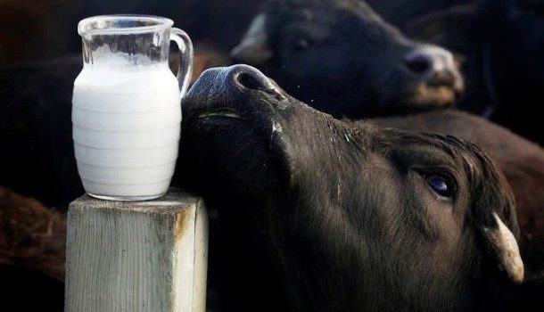 <strong>Pieno supirkimas iš pieno gamintojų ir 2022 m. sausio–gruodžio</strong> <strong>mėn. mokama kaina</strong>