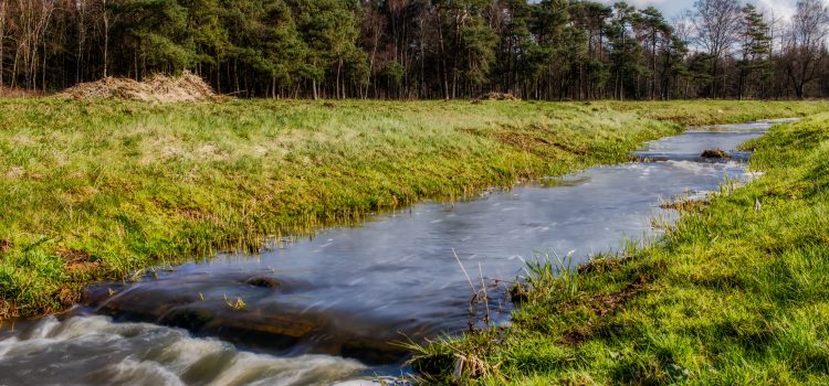 Pasikeitė žemės ūkio naudmenų geros agrarinės ir aplinkosaugos būklės (GAAB) reikalavimai, taikomi nuo 2023 m. paviršinio vandens telkinių apsaugos juostoms