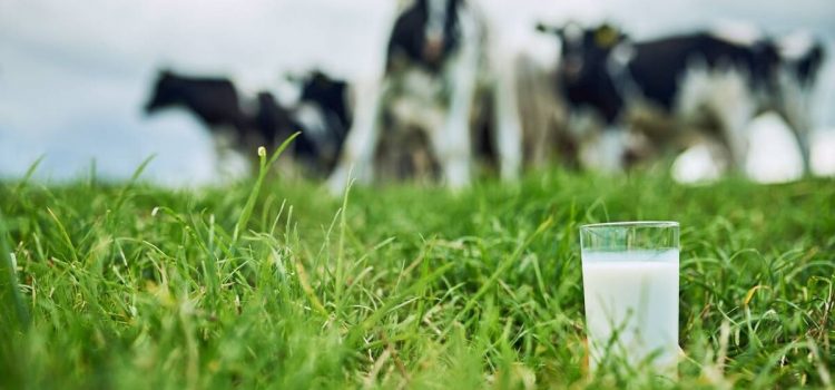 Informacija apie vidutines pieno supirkimo kainas ir supirktą pieną 2023 m. balandžio mėnesį