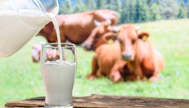 Informacija apie vidutines pieno supirkimo kainas ir supirktą pieną 2023 m. liepos mėnesį
