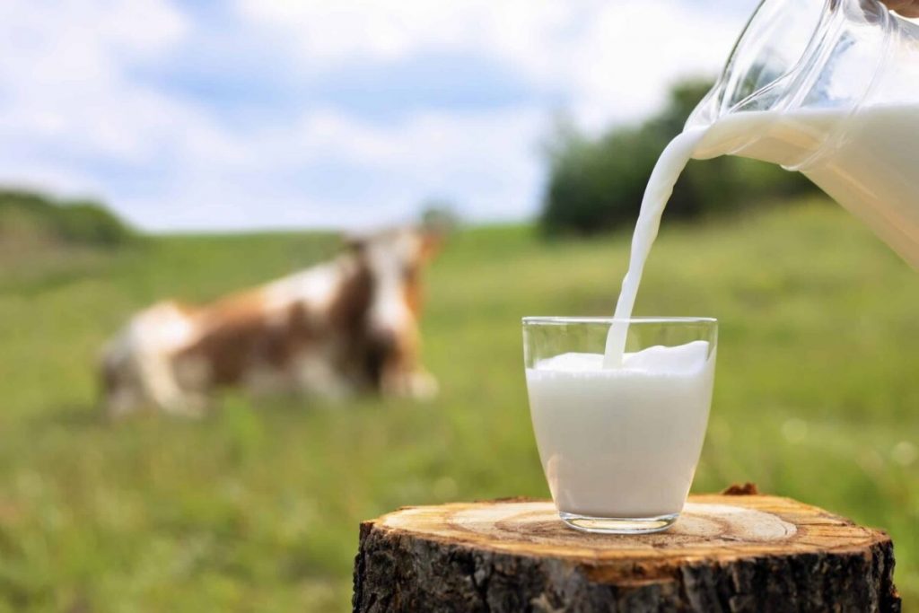 Informacija apie vidutines pieno supirkimo kainas ir supirktą pieną 2023 m. rugpjūčio mėnesį