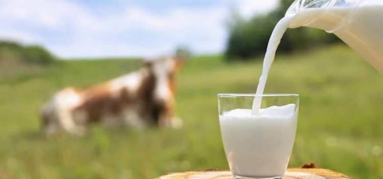 Informacija apie vidutines pieno supirkimo kainas ir supirktą pieną 2023 m. rugpjūčio mėnesį